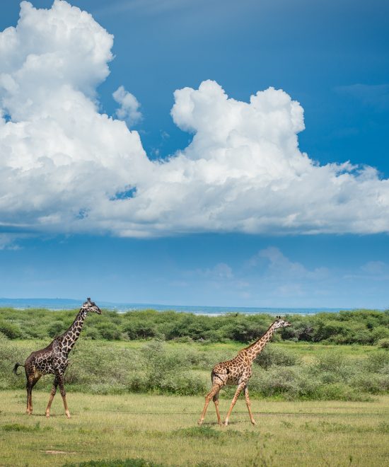 3-Day Luxury Fly in, Fly out Safari